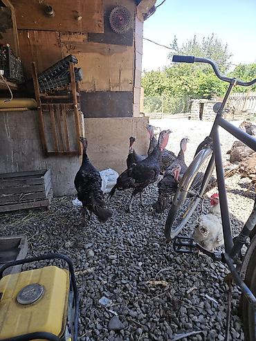 bulbul quşu satışı: Salam amerkan bronz temiz qan bunlarin erkeyi 16 kq uacan et yiga — 6