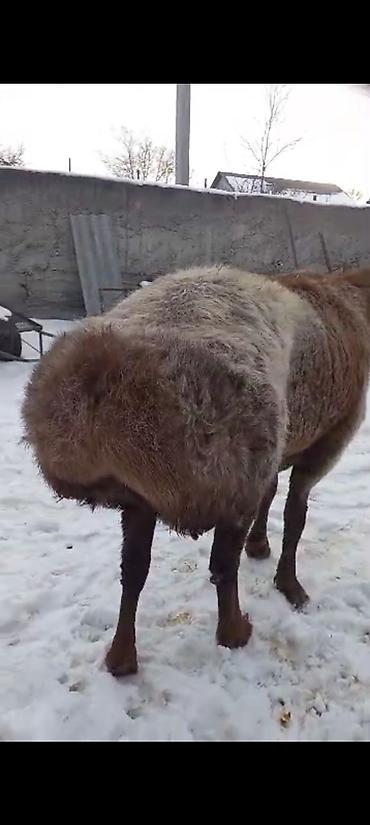 Баран, овца: Продаю | Баран (самец) | На забой | Племенные — 9