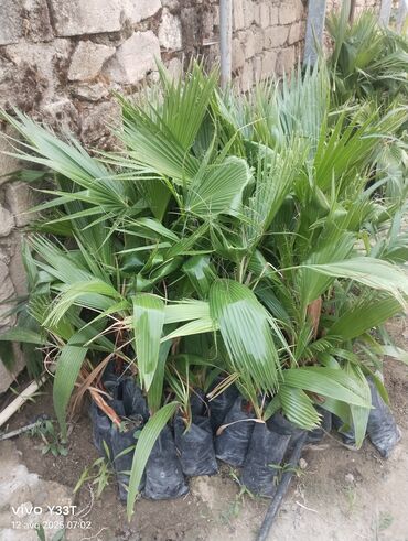 Ağaclar: Satılır: dekorativ bitkilər toplusu - Gül kolları (mini/çalı tipli) – — 7