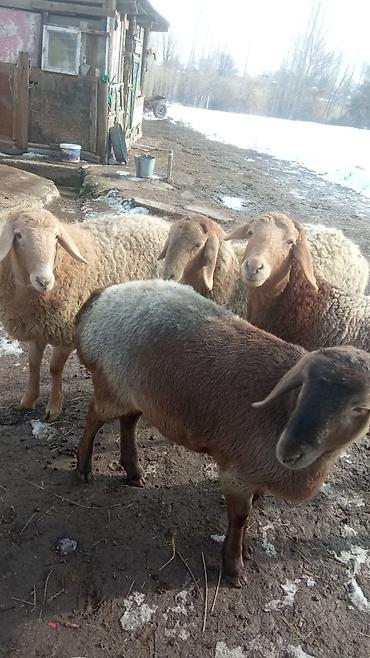 Баран, овца: Продаю | Овца (самка) | Романовская | Для разведения | Ярка — 8