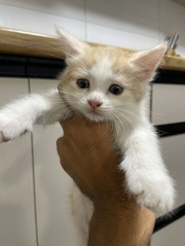 үй жаныбарлары: Приучена к лотке.Котенки короткошерстные, игривые и любознательные