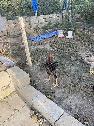 dosan sekili: Xaricdən gəlmə heyvanın balasıdı Orjinal O shamo beçə 4 aylıq — 6