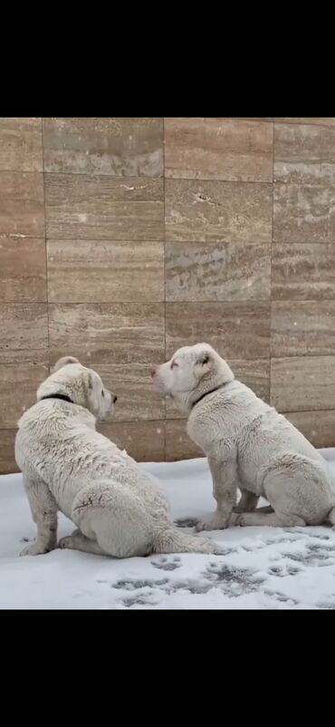 İtlər: Alabay — 10