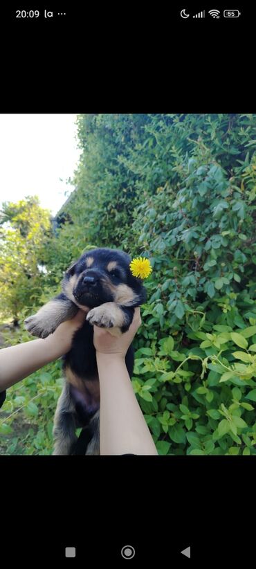 pisiye verilen adlar: Alman çoban iti, 1 ay, Erkek, Peyvəndli, Ünvandan götürmə
