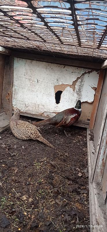 Сухофрукты, орехи, снеки: Сеф 5мин . Кунан байтал 160 мин Бээ дончак семиз240 мин — 8