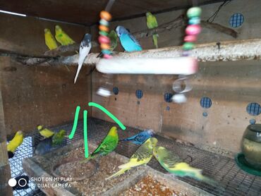 Tutuquşları: Valnisti papuqaylar satilir tutuquşular coxdu renbow var onun qiyməti — 8