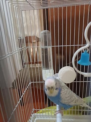 Tutuquşu hazir cutleşiblər. tecili satilir korella alinib deye