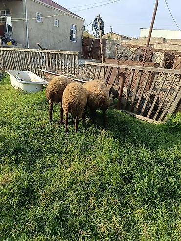 cin bildircin yumurtasi: Dişi, Qala, il: 1, 40 kq, Damazlıq, Ətlik — 6
