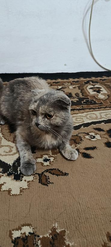 Мышыктар сатылат: Котята домашние, от шотландской вислоухой кошки (на фото мама). В — 4