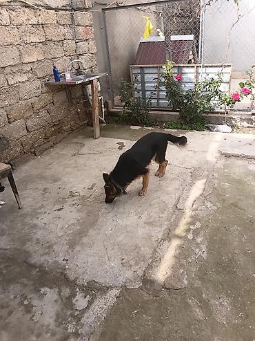 it sortu: Alman çoban iti — 8