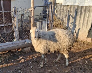 dişi qoyun: Süper. Şişəydi. 1 ci balıya. 2 aylığ boğazdı. real alıcıya heyvan