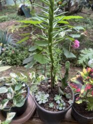 Xalçalar: Xalça -da lalafo.az — 56 Xalçalar: Xalça — 56