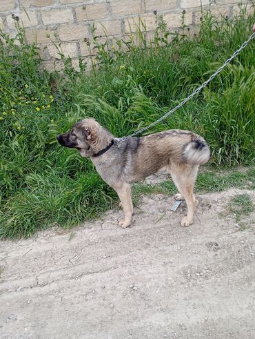 it ucun bit dermani: Kanqal, 5 ay, Dişi, Peyvəndli, Rayonlara çatdırılma, Ödənişli çatdırılma