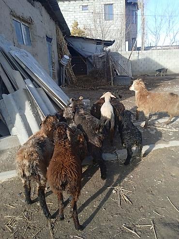 Баран, овца: Продаю | Ягненок | Для разведения — 10