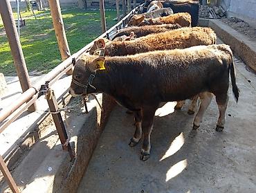 коровы телечки: Продаю | Бык (самец) | Швицкая | На откорм — 6