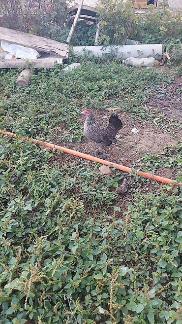 Xoruzlar: Yaponka xorzu və fərəsi satlır sağlam yaponkalardı cütdə satlır topda — 7