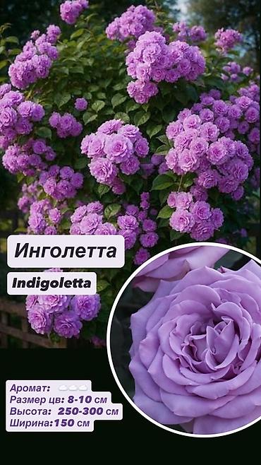 Комнатные розы: Саженцы Самовывоз, Платная доставка — 6