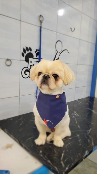 it doberman: Pekines, 1 il, Erkek, Peyvəndli