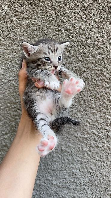 котики в оше: Отдам даром котят — 4