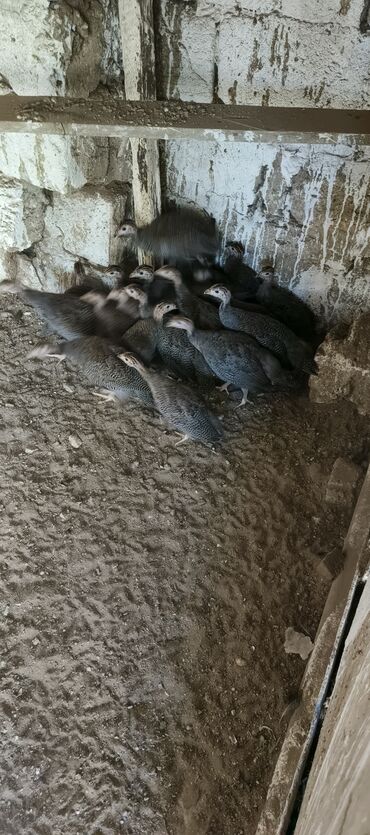 Коровы, быки: Самка, Для разведения, Платная доставка