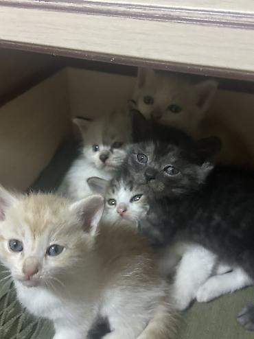 Вязка кошек: 🐾 ОТДАЮ 5 КОТЯТ И КОШКУ В ДОБРЫЕ РУКИ 🐾 Ищем добрых и ответственных — 1