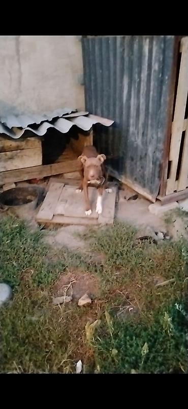 Собаки: На продажу питбуль щенок — 6