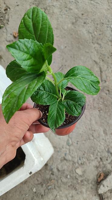 fire maple: Саженцы — 1