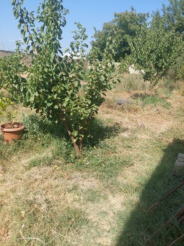 Tibb, əczaçılıq: Salam ev mehle baxımna dayimi qadın işci teleb olunur iş vaxtı 9dan 6