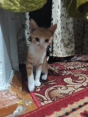 Мышыктар: КОТЁНОК МАЛЬЧИК 2,5 МЕСЯЦА. Милый рыжебелый котёнок с короткой — 7