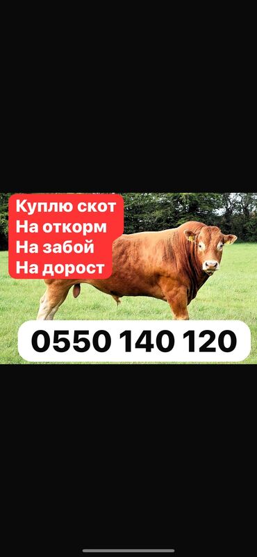 крс быки: Куплю | Коровы, быки, Лошади, кони, Бараны, овцы | Круглосуточно, Любое состояние, Забитый