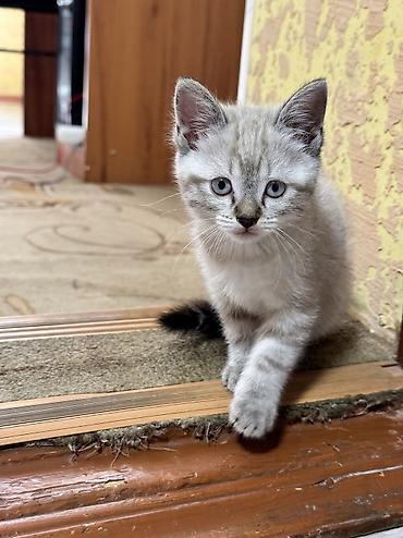 мейкун котята: 🐾 Отдам котенка в добрые руки. Девочка 2 месяца. ❤️ — 4