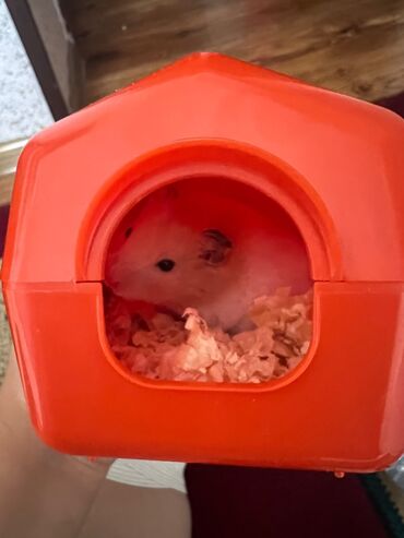 цена на пшеницу на сегодня за наличку: 🐹 Продаю хомяка + полный комплект для ухода! 📌 Хомяк — мальчик