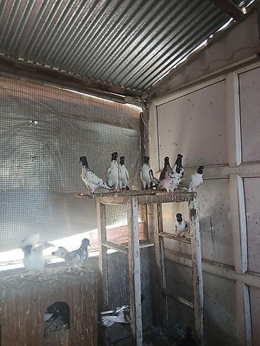 cücə və xoruz təmsil: Məhsul: Ev göyərçinləri – dekorativ və uçuş üçün yetişdirilən müxtəlif — 2