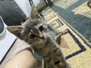 немецкая овчарка ош: 3 месяца, Девочка