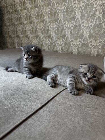 Продажа кошек: Скотиш Фолд (Шотландская вислоухая), 1 месяц, Девочка, Серый