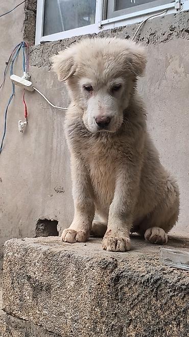 İtlər: Alabay — 9