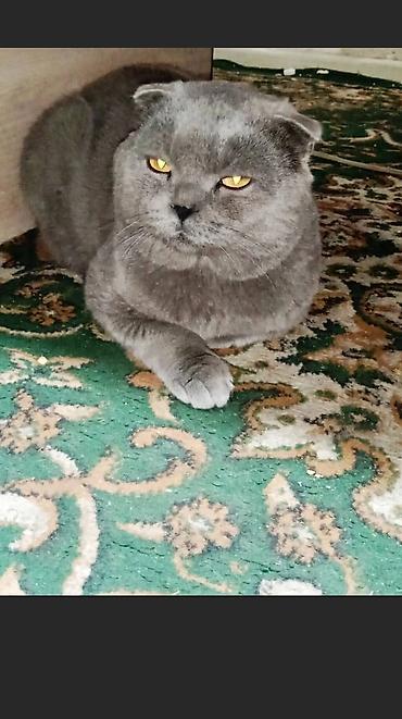 скотиш фолд ош: Скотиш Фолд (Шотландская вислоухая), 3 года, Мальчик, Серый — 5