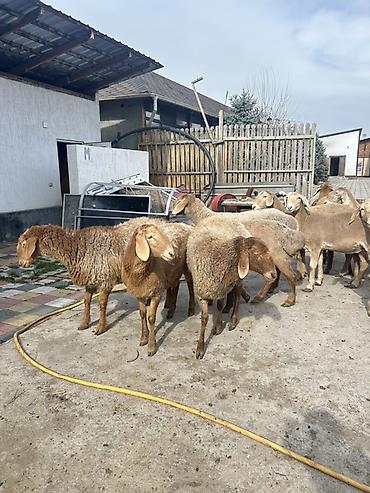 Баран, овца: Продаю | Овца (самка) | Для разведения | Ярка — 1