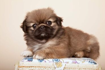 Pekines, 2 ay, Dişi