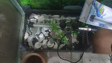 akvariumlar: Dördbucaq akvarium, Boş, 135 l, Ünvandan götürmə — 4