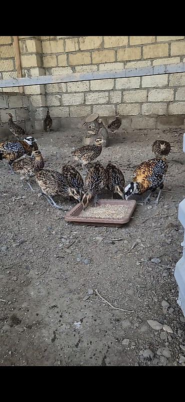 pisik su qabi: Kral qirqovulu tam saglam butun vaksinleri olunub catirilma var qiymet — 4