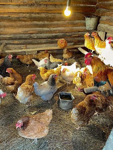 куры фабричные: Продаю | Куры | Домашняя | Несушки — 1