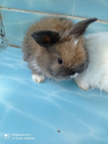 Декоративные кролики: Карликовые декоративные крольчата по 1200 сом — 7