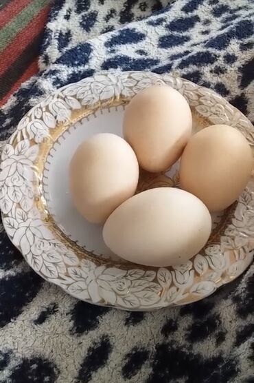 tovuz qusu yumurtasi satisi: Tovuz quşu yumurtası satılır 1 50 AZN