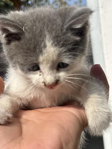 пл: Бесплатно Котята, короткошёрстные, окрас: серо-белый и чёрно-белый — 8