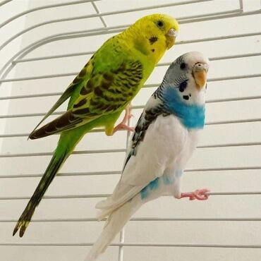 самюн ван в душанбе: Cutdurler.Erkek disi.1 defe balalari olub.Cox saglam ve aktiv