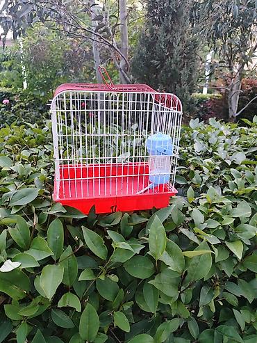 heyvan yemi: Qırmızı-ağ quş qəfəsi - Material: metal barmaqlıqlar və plastik — 2