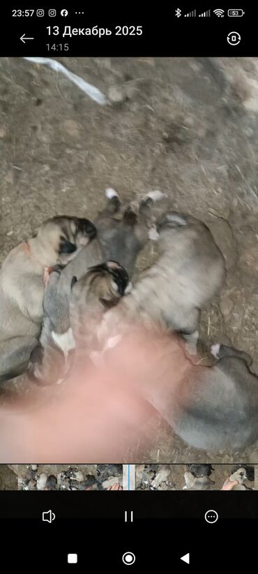 Продажа собак: Кангал чистокровный Пастушьи собаки крупного типа (светло-палевый — 11