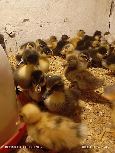 alman avcarkasi satilir: Salam Quban yerli pekin Hind ordeylerin satişi zakaz qebul olunur — 4