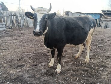 Коровы, быки: Продаю | Корова (самка) | Для молока | После отела — 11